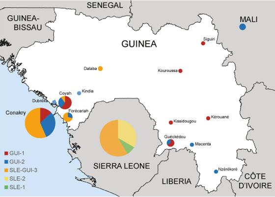 Representation of Ebola virus variants circulating in Guinea and Sierra Leone. Creative Commons - Nature