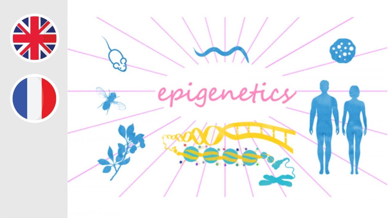 MOOC Epigenetic