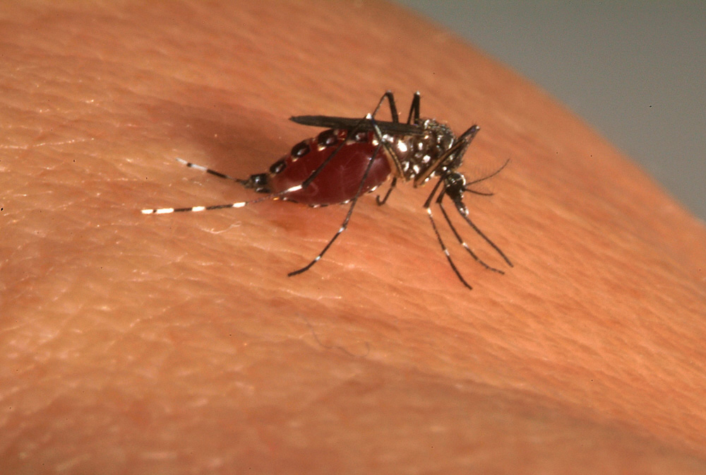 Repas de sang d'Aedes aegypti femelle