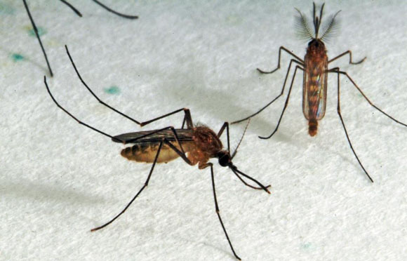 Institut Pasteur - Journal de la Recherche - Zika Institut Pasteur - Journal de la Recherche - Zika