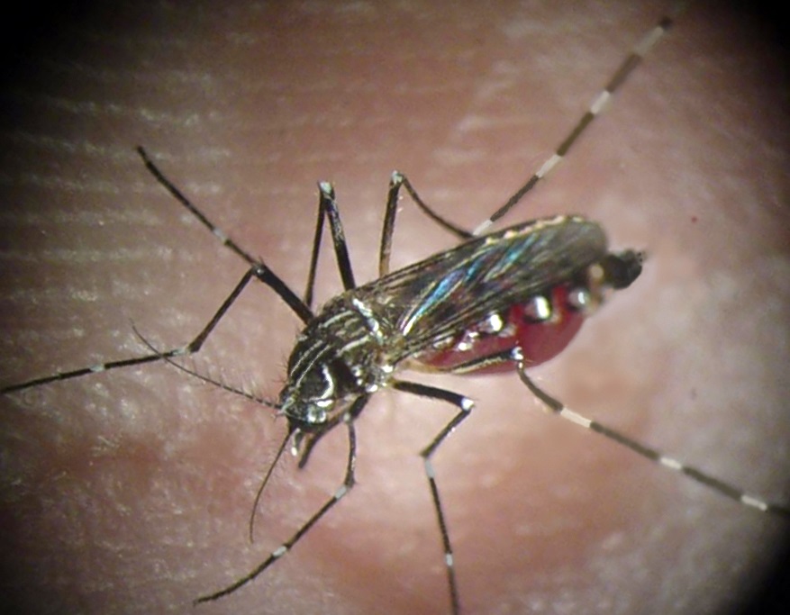 Aedes aegypti - Institut Pasteur Aedes aegypti - Institut Pasteur
