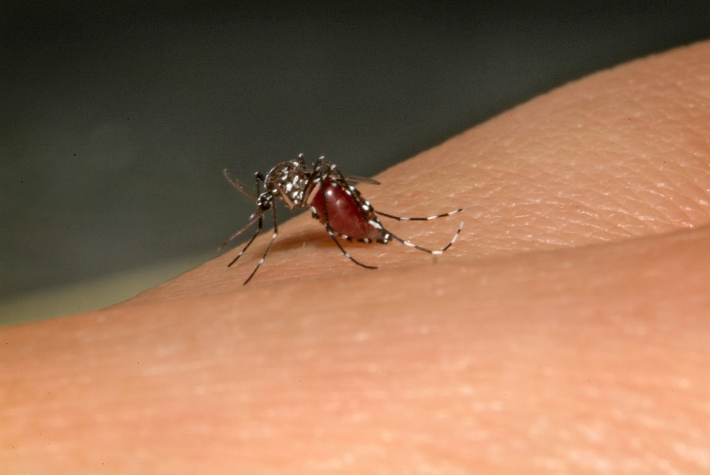 Aedes albopictus - Institut Pasteur Aedes albopictus - Institut Pasteur