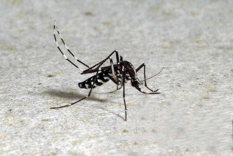 Aedes albopictus - Institut Pasteur Aedes albopictus - Institut Pasteur