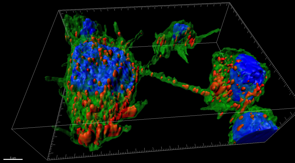 nanotubes - institut pasteur nanotubes - institut pasteur