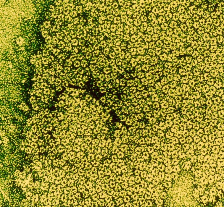acetylcholine - institut pasteur acetylcholine - institut pasteur