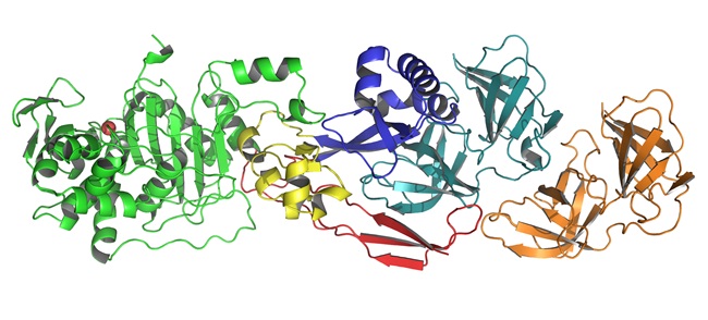 complexe PBP2-MreC - helicobacter pylori - Institut Pasteur complexe PBP2-MreC - helicobacter pylori - Institut Pasteur