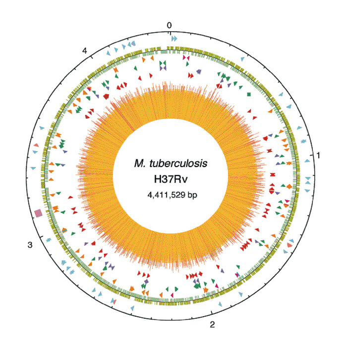 Mycobacterium tuberculosis - Institut Pasteur Mycobacterium tuberculosis - Institut Pasteur