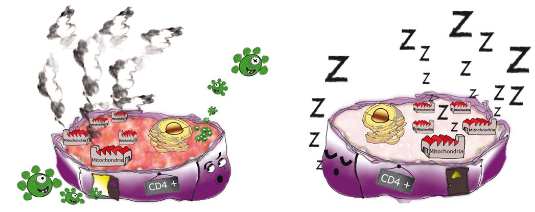 VIH CD4 VIH CD4
