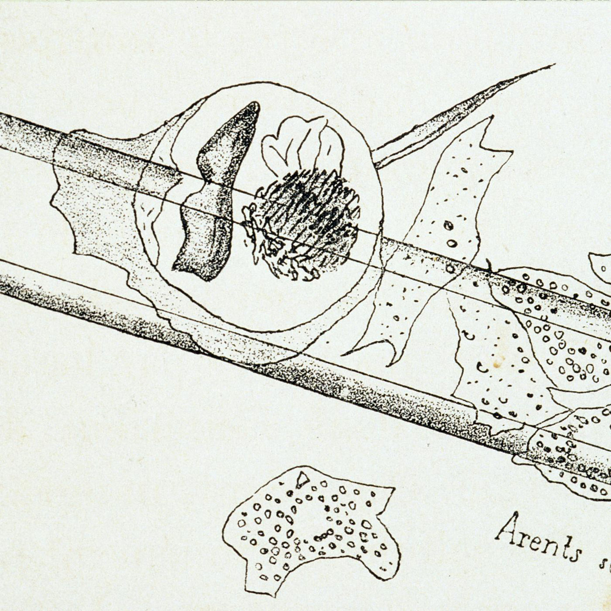 Travaux sur la phagocytose d'Elie Metchnikoff - Institut Pasteur Travaux sur la phagocytose d'Elie Metchnikoff - Institut Pasteur