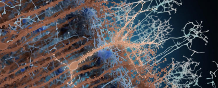 L’incessant dynamisme du cerveau adulte - Institut Pasteur L’incessant dynamisme du cerveau adulte - Institut Pasteur