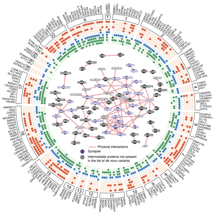 Autisme_Cartographie_genes_InstitutPasteur Autisme_Cartographie_genes_InstitutPasteur