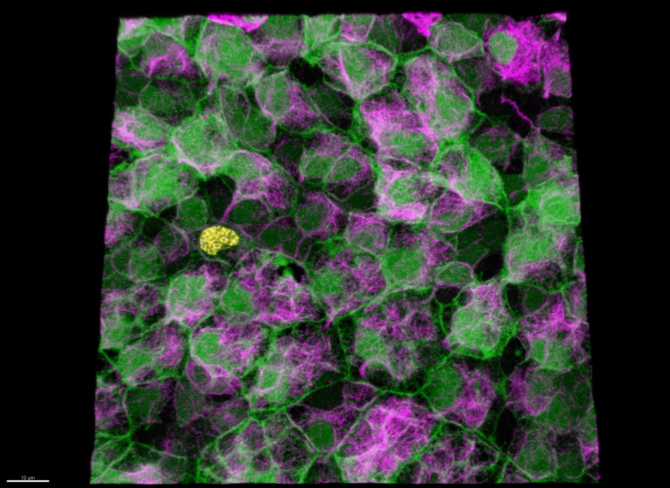 institut pasteur -cellules souches - stem cell institut pasteur -cellules souches - stem cell