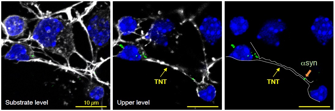 Nanotubes TNT - Institut Pasteur Nanotubes TNT - Institut Pasteur