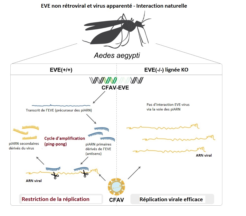 EVE - Aedes aegypti - Institut Pasteur EVE - Aedes aegypti - Institut Pasteur