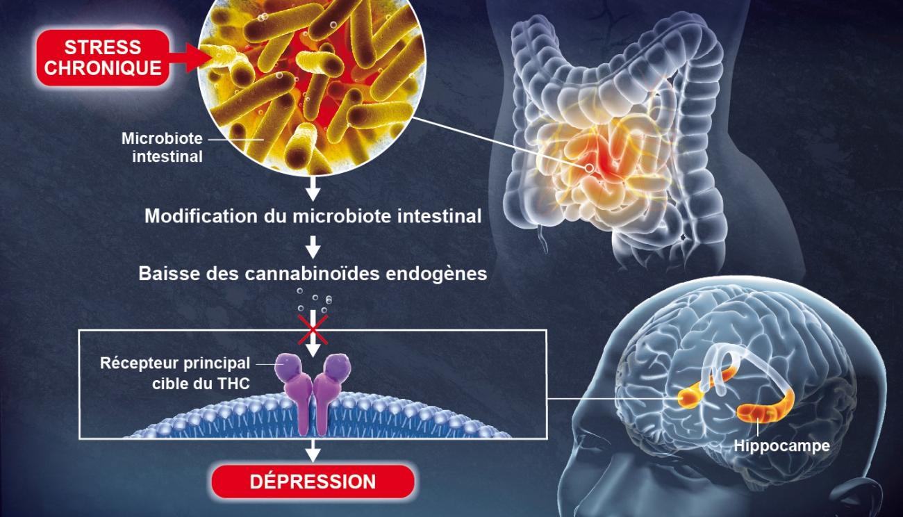 Le microbiote intestinal participe au fonctionnement du cerveau et à la régulation des humeurs Le microbiote intestinal participe au fonctionnement du cerveau et à la régulation des humeurs
