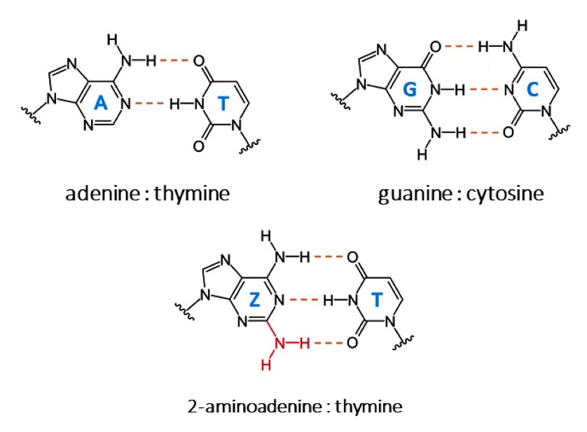 Génétique : la voie de biosynthèse d’une nouvelle base azotée de l’ADN élucidée Génétique : la voie de biosynthèse d’une nouvelle base azotée de l’ADN élucidée