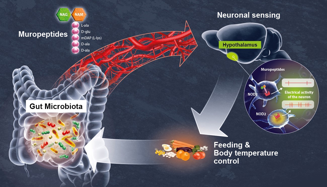 Decoding a direct dialog between the gut microbiota and the brain Decoding a direct dialog between the gut microbiota and the brain