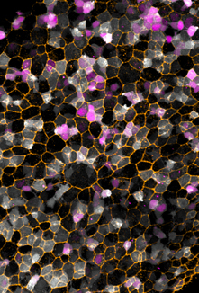 4-year research group within the Scientific Platform Pasteur-University of Sao Paulo - Institut Pasteur 4-year research group within the Scientific Platform Pasteur-University of Sao Paulo - Institut Pasteur