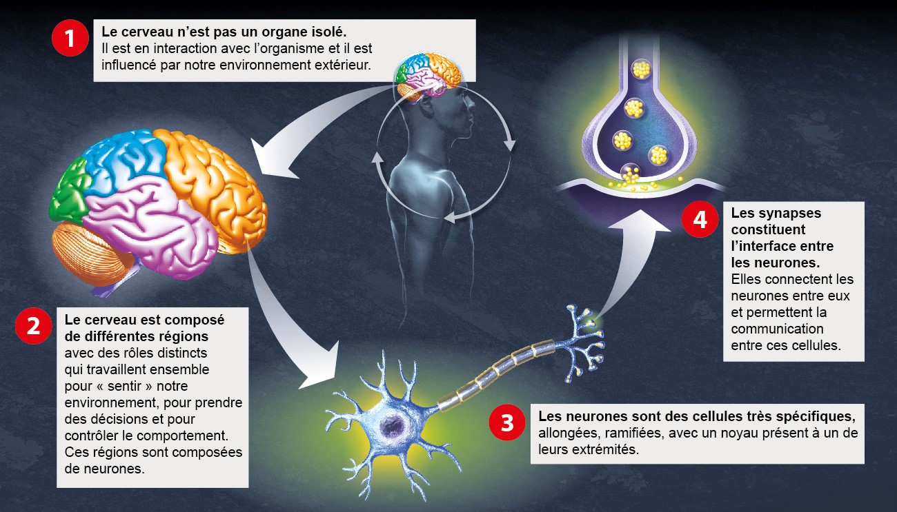 Cerveau - Institut Pasteur Cerveau - Institut Pasteur