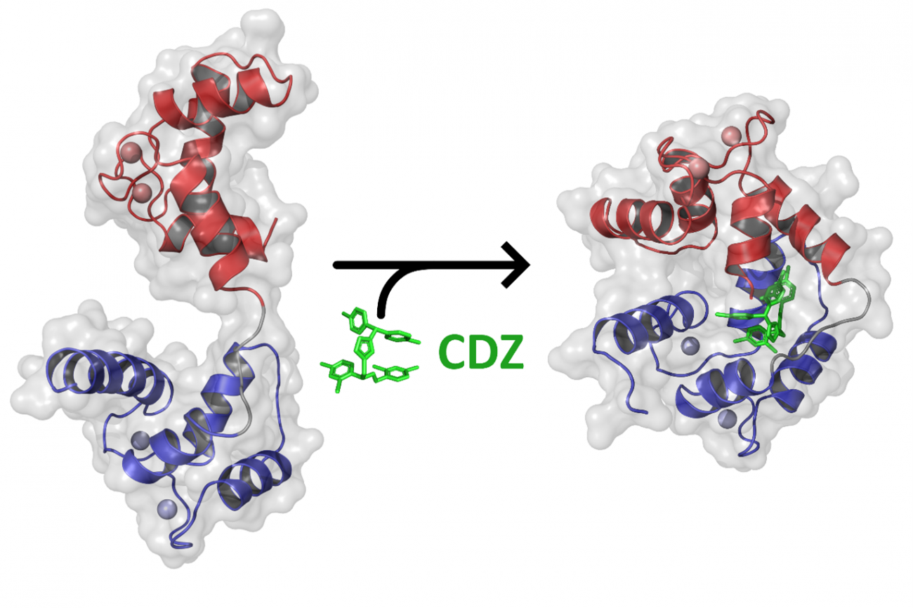 Calmoduline et calmidazolium - Institut Pasteur Calmoduline et calmidazolium - Institut Pasteur