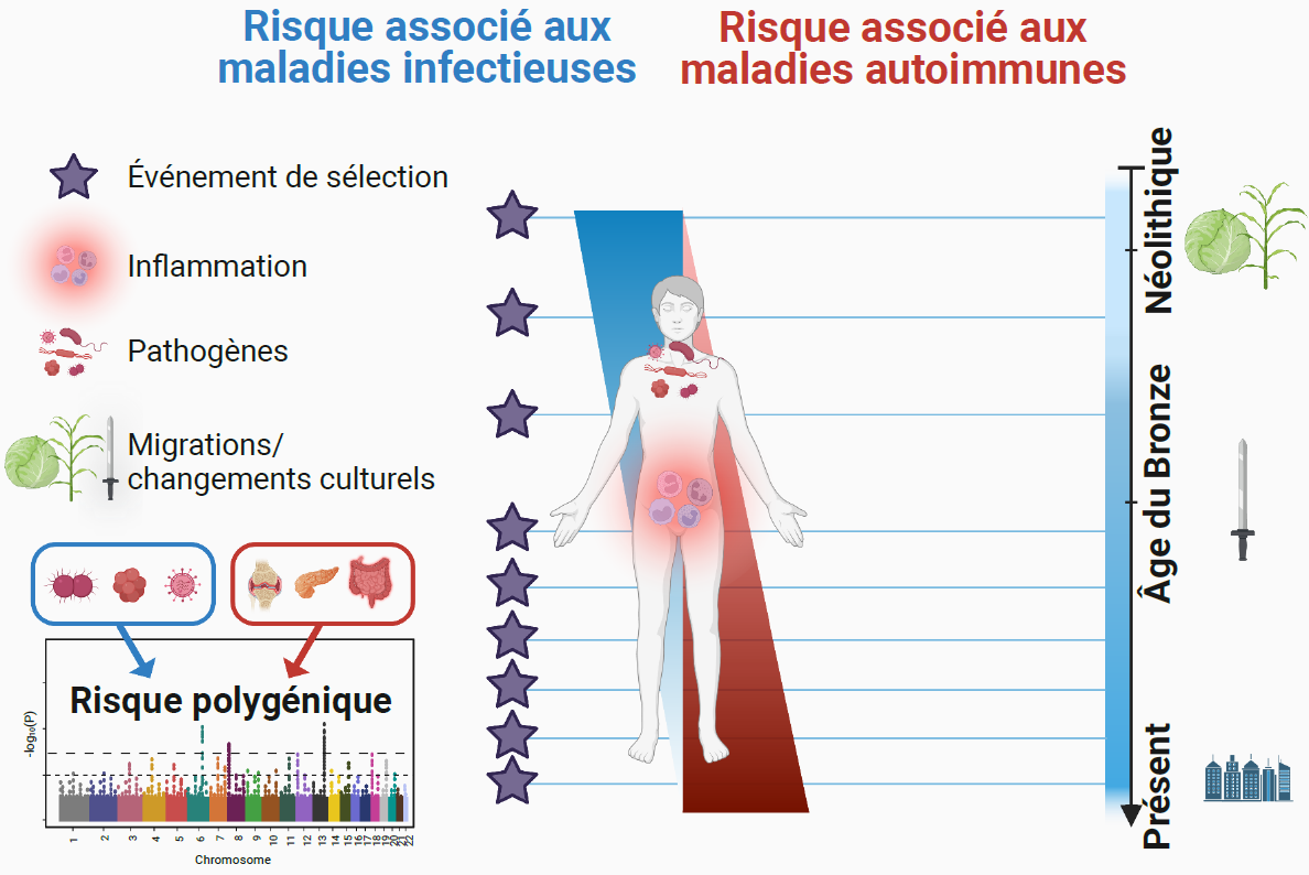 Quand la paléogénomique élucide 10 000 ans d’évolution du système immunitaire Quand la paléogénomique élucide 10 000 ans d’évolution du système immunitaire