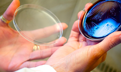 Programme en Asie du Sud-Est sur le syndrome pied-main-bouche - Institut Pasteur