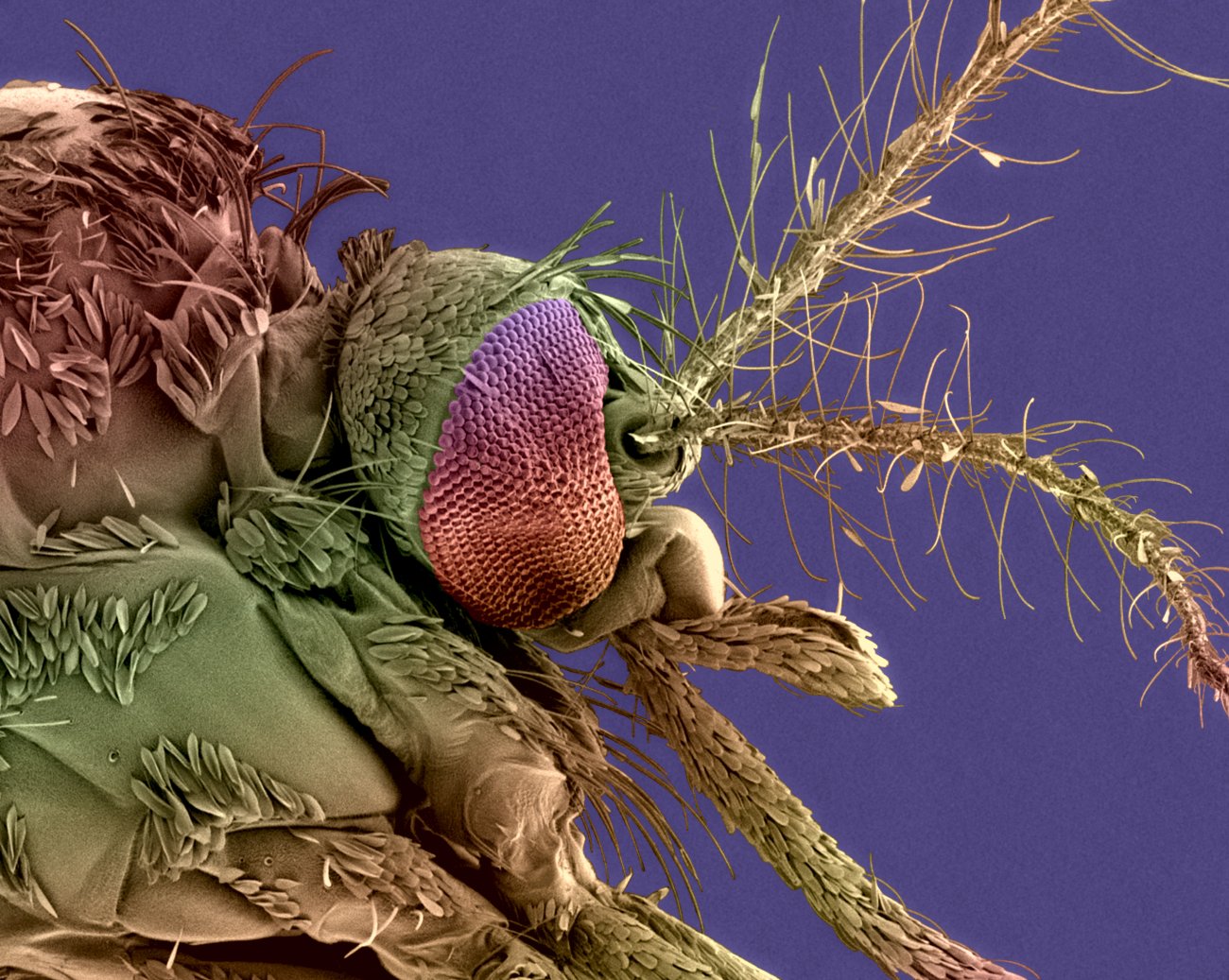 Tête de moustique femelle Aedes albopictus, vecteur du virus de la dengue et du chikungunya © Institut Pasteur/Christine Schmitt Tête de moustique femelle Aedes albopictus, vecteur du virus de la dengue et du chikungunya © Institut Pasteur/Christine Schmitt