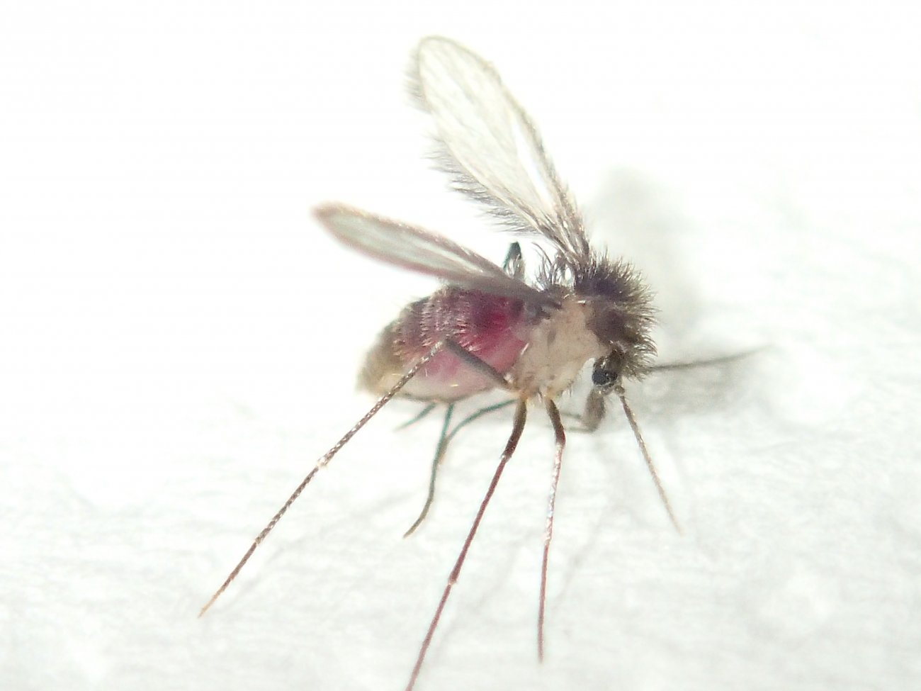 phlebotome.jpg phlebotome.jpg