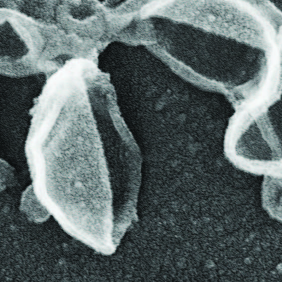 sacs poubelles cellulaires © Thomas Wollert sacs poubelles cellulaires © Thomas Wollert