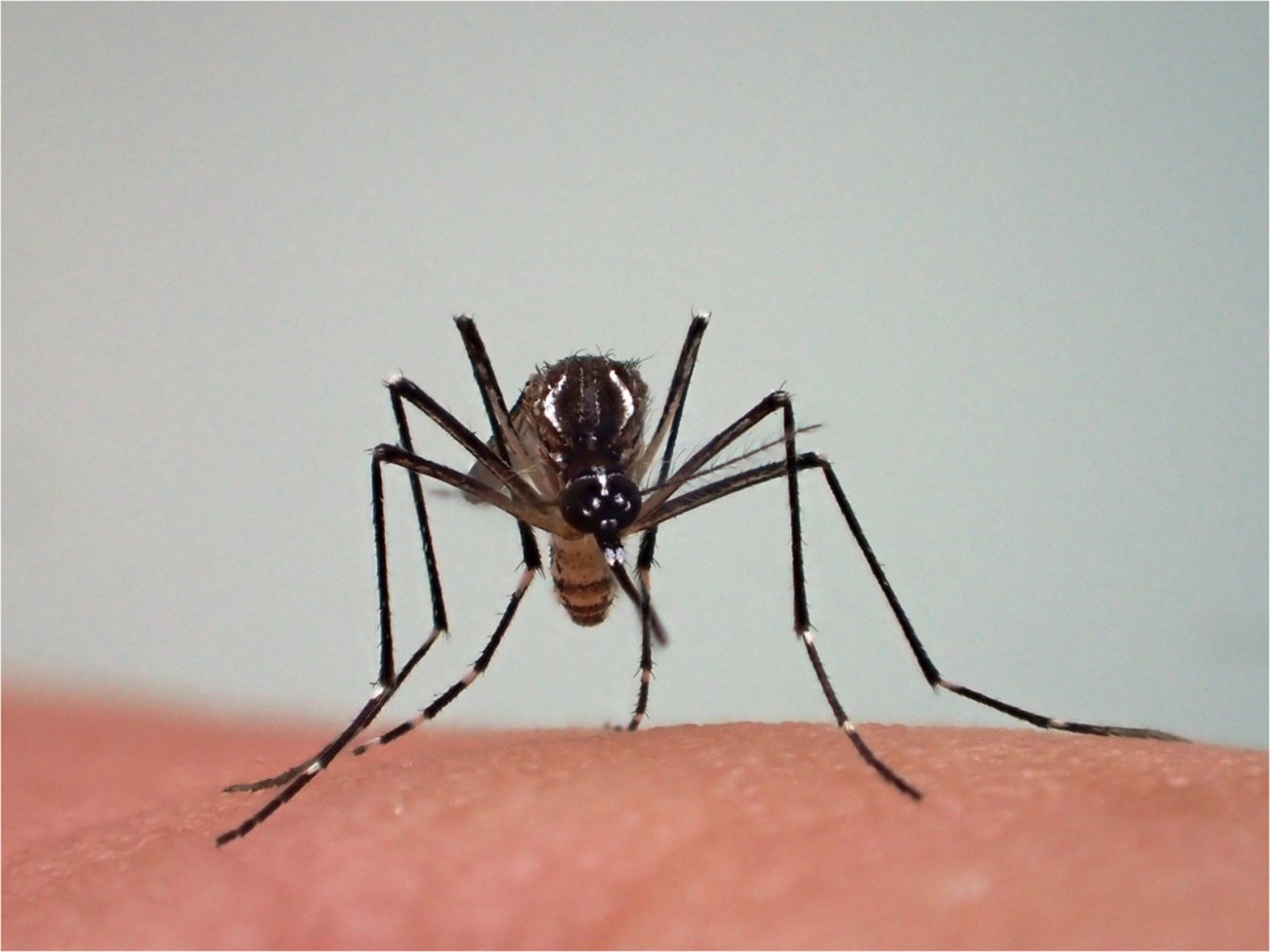 Femelle d'Aedes aegypti. Le moustique Aedes aegypti est vecteur de la dengue, du chikungunya, de la fièvre jaune et de zika.