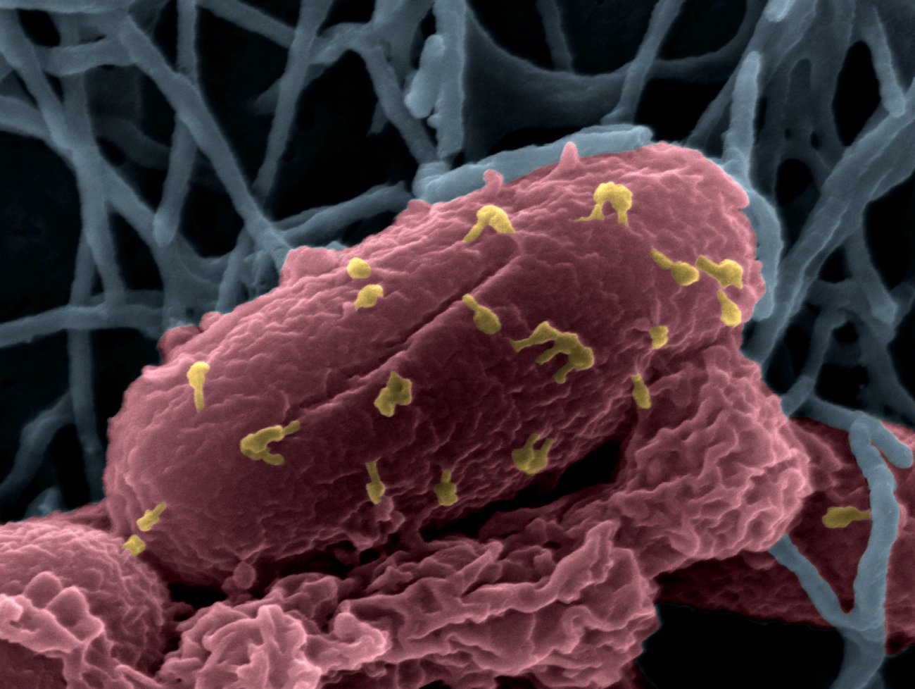 Bactériophages sur la bactérie Escherichia coli