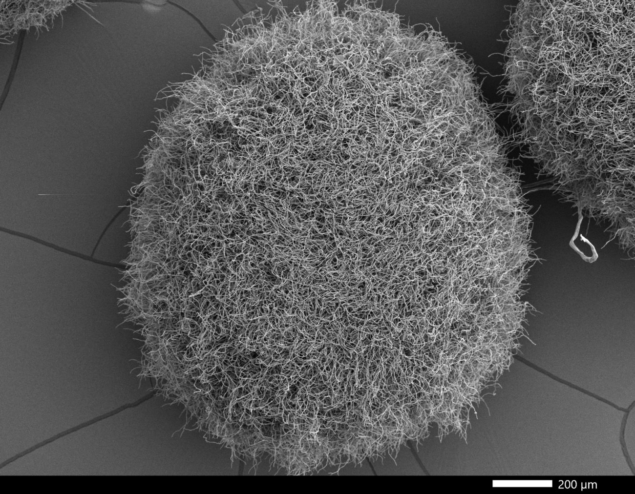 Masse d'hyphes d'Aspergillus fumigatus Masse d'hyphes d'Aspergillus fumigatus