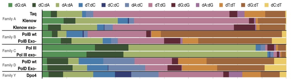 Taux d'erreur et profils de l'ADN polymérase. Taux d'erreur et profils de l'ADN polymérase.