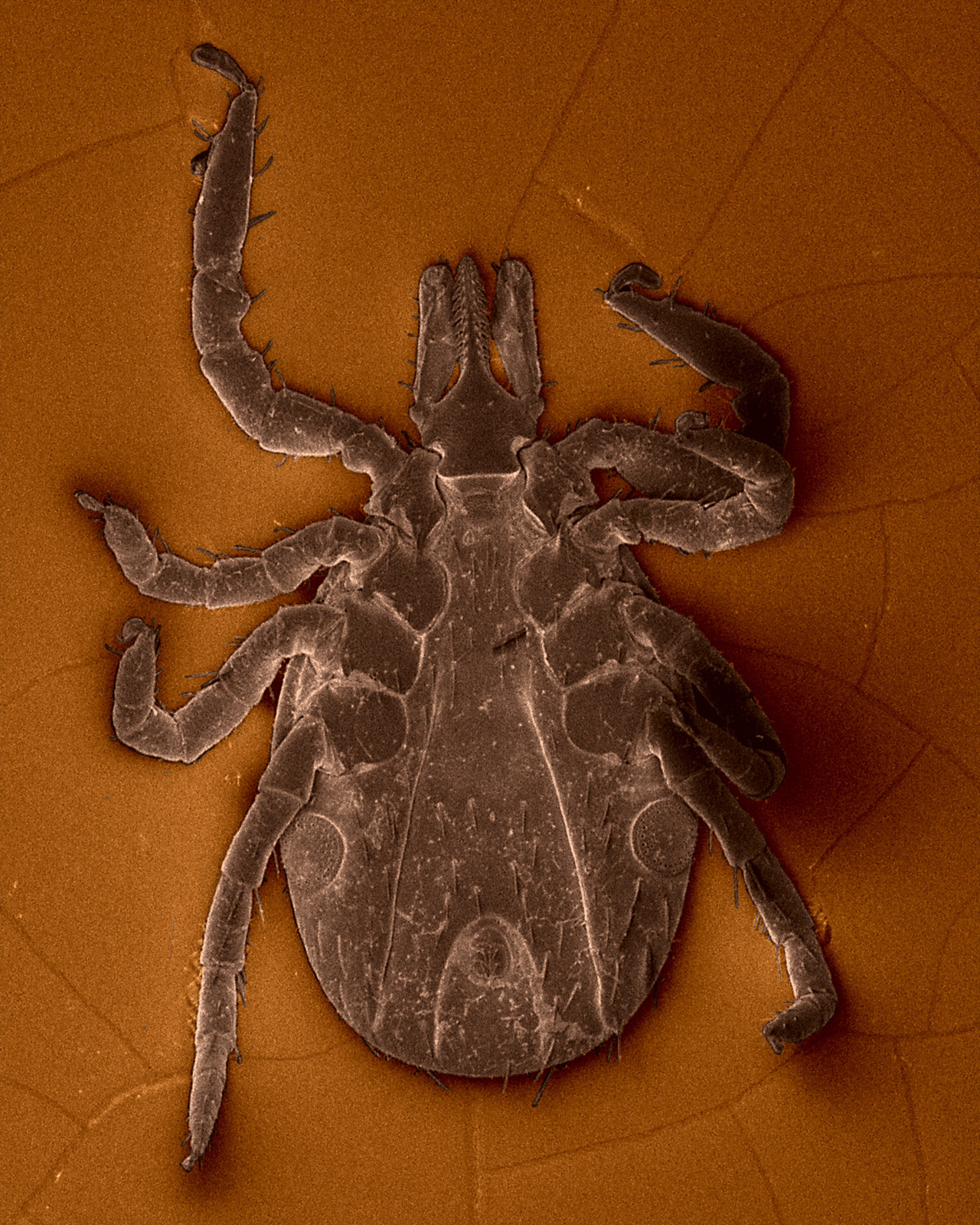 Ixodes ricinus nymphe Ixodes ricinus nymphe