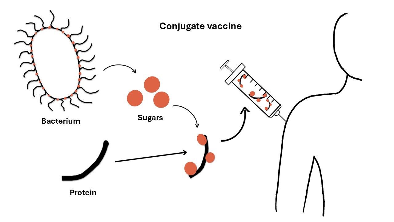 Conjugate vaccine principle Conjugate vaccine principle