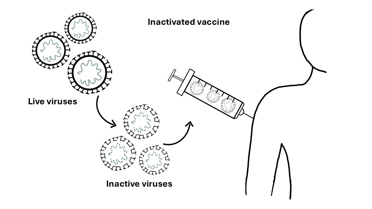 Inactivated vaccine principle Inactivated vaccine principle