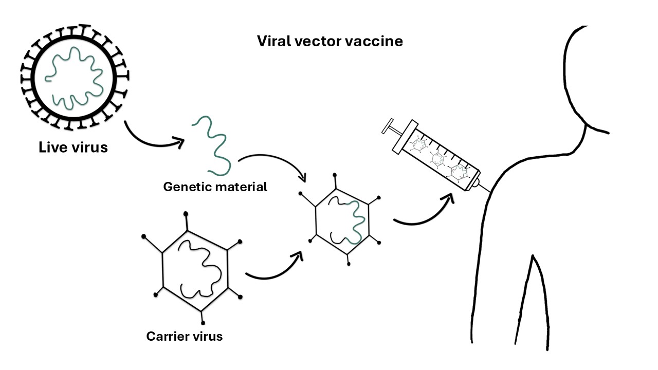 Viral vector vaccine principle Viral vector vaccine principle