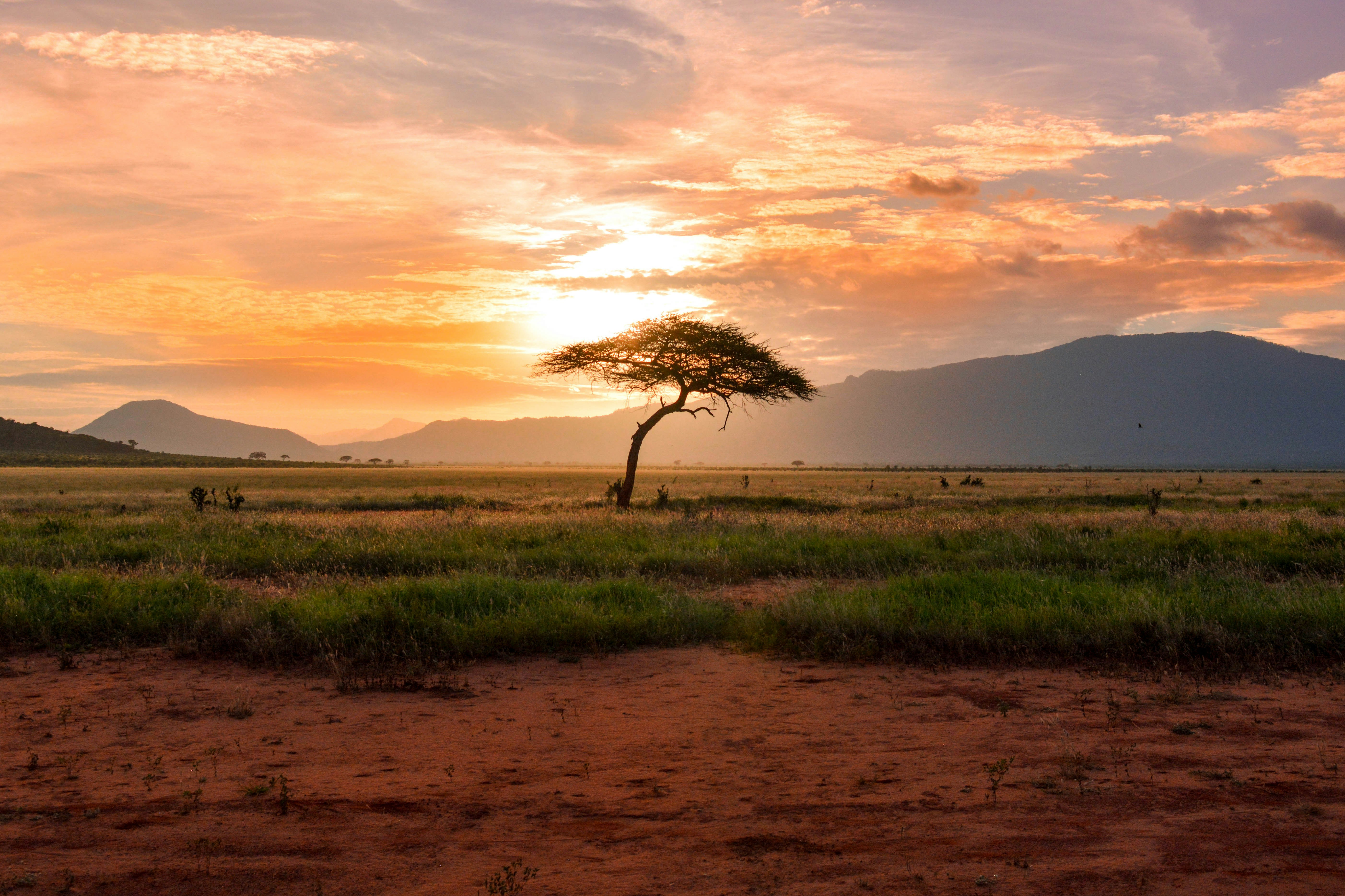 paysage africain de savane