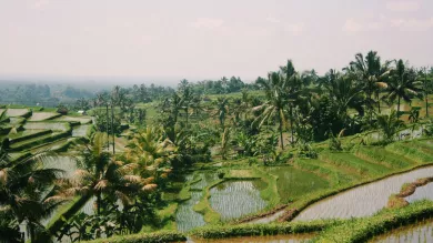 riziere et plantations de thé