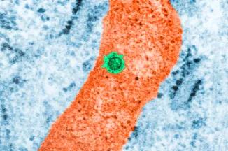 Fiches maladies - Dengue - Institut Pasteur