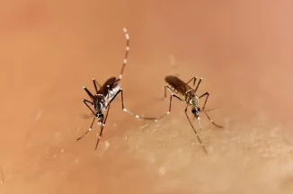 Aedes aegypti - Institut Pasteur