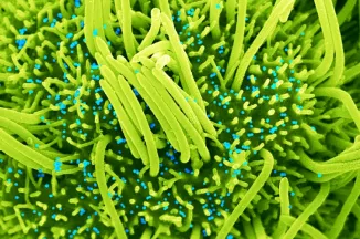 Human bronchial cells (green) infected with SARS-CoV-2 (blue) - Institut Pasteur