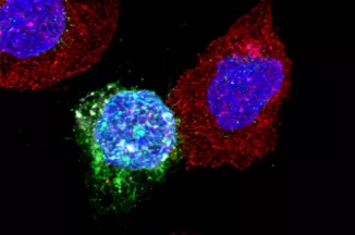 CD8