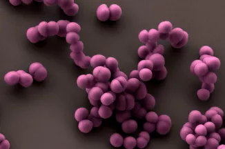 Cellules de staphylocoque doré, Staphylococcus aureus, se divisant et restant associées en amas caractéristiques (grappes de raisin). 