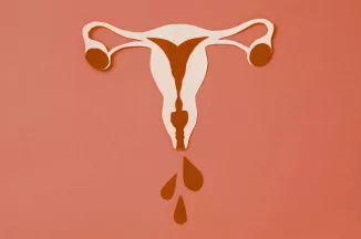 Schéma appareil reproducteur féminin