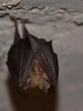 chauve-souris - Institut Pasteur
