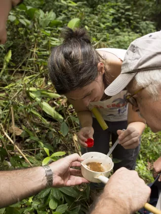 Collecte de larves de moustiques © Ronan LIETAR/Institut Pasteur de la Guyane