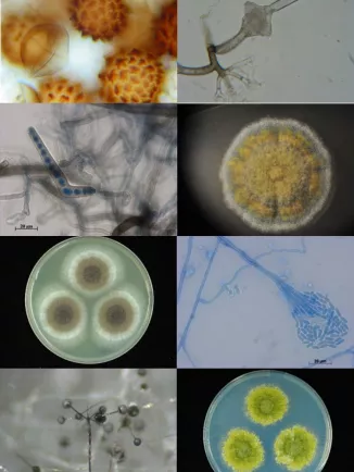 Medical Mycology