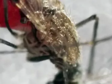 insectes vecteurs cours pasteur