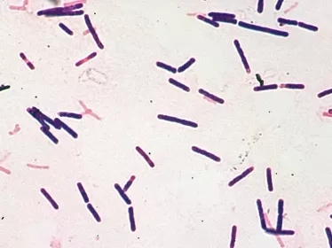 Fiche Maladie - Botulisme - Institut Pasteur